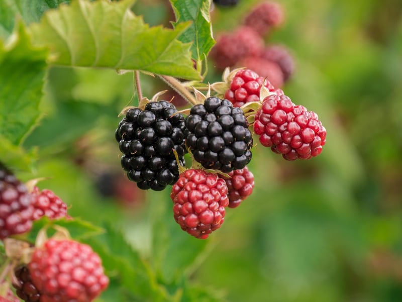 Woodland Berries Cake