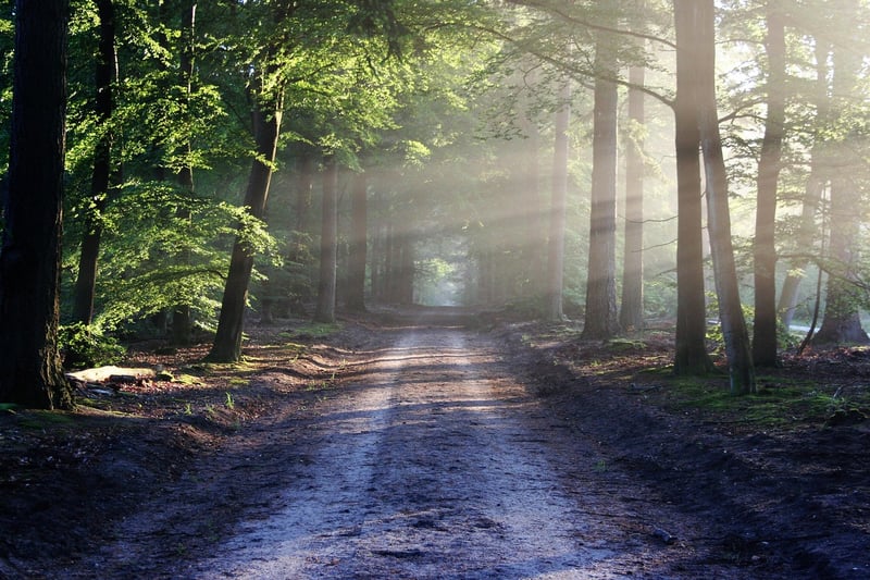 Fairy Lights in Forest
